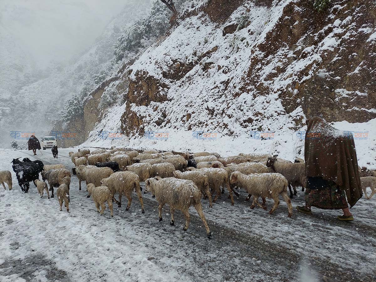 रुकुम पूर्वमा हिमपात भएपछि भेडीगोठ वेँसी झरे 